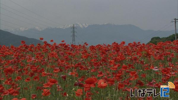 伊那市美篶でポピーが見ごろ