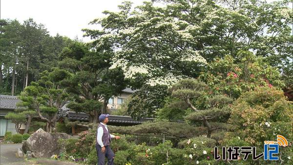 小阪洋治さん宅のヤマボウシの花　見頃