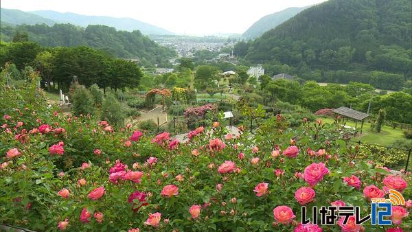 伊那市内でバラが見ごろ