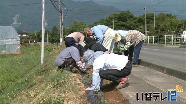 榛原花の会　県道にマリーゴールドなどを植えつけ