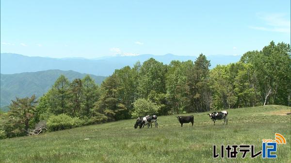 入笠牧場で牛の放牧