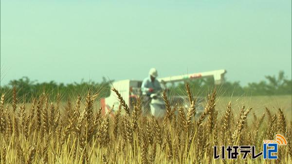 上伊那主力の小麦「ハナマンテン」　収穫始まる
