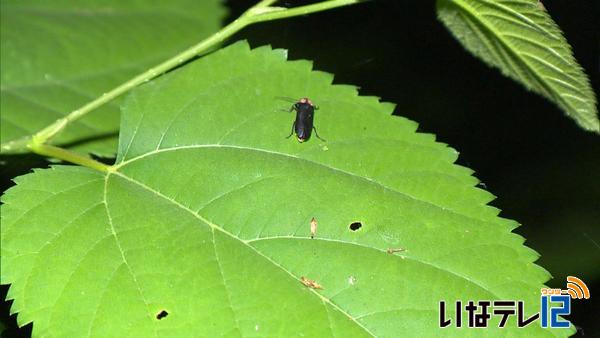 思沢川でホタル舞う