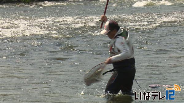 天竜川水系でアユの友釣り解禁