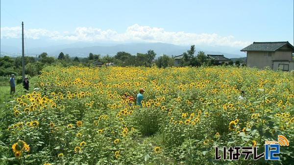 ひまわり迷路　園児大喜び