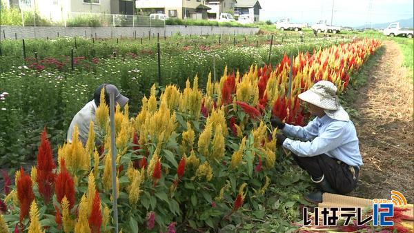 南箕輪村で盆花の収穫作業