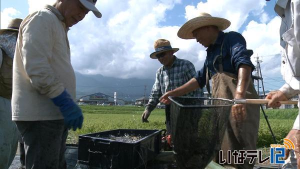 二七の会　フナを収穫