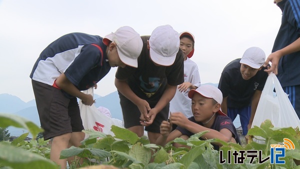 富県小学校６年生　地域住民と一緒にあずきの収穫