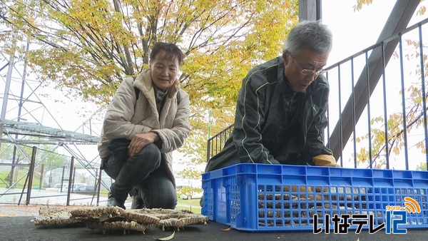 伊那市地蜂愛好会　地蜂の巣コンテスト