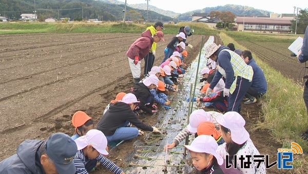 小学生と園児　地域住民が玉ねぎの苗植え