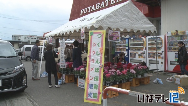 つくしんぼ保育園　シクラメン販売