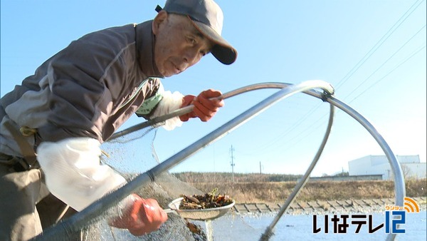 冬の風物詩　ザザムシ漁解禁