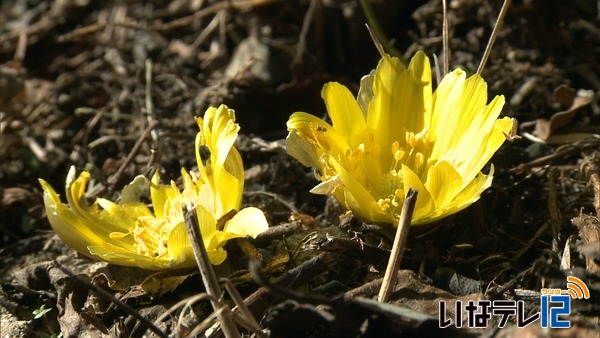 気温１２．１度３月下旬並み　弘妙寺で福寿草咲き始める