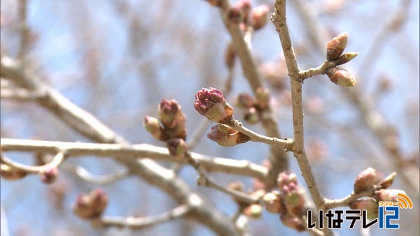 高遠城址公園の桜　７日開花・１４日満開の予想