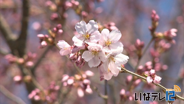 ５月下旬並みの陽気　桜開花