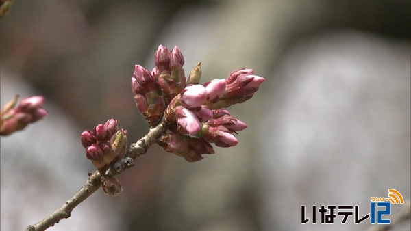 最高気温２４．３度　高遠城址公園の桜は開花目前