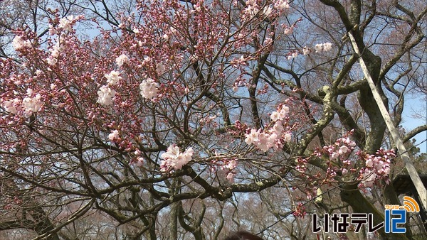 高遠城址公園　過去２３年間で最も早く開花宣言　