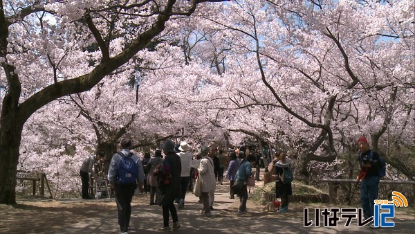 高遠城址公園　満開に