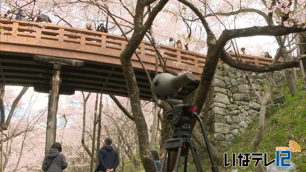 満開の高遠城址公園　ＶＲ映像で発信へ