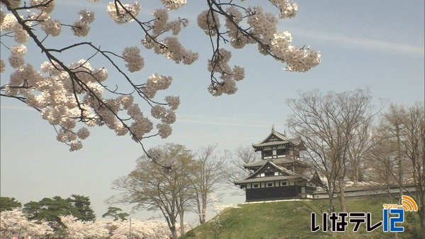 新潟県上越市　高田公園の桜　満開