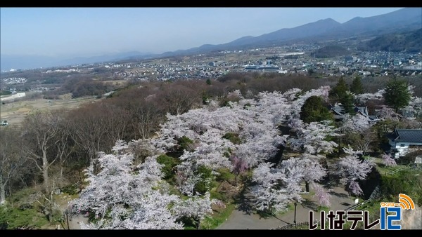 小諸城址懐古園の桜が見ごろ