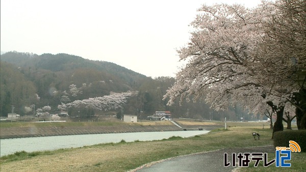 ～桜シリーズ2018～　⑩みのわ天竜公園の桜が見ごろ