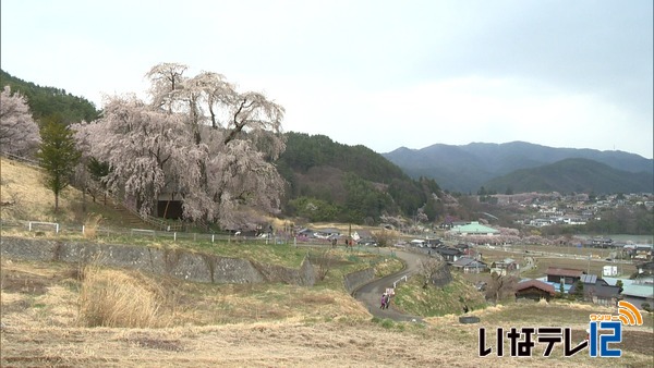 勝間薬師堂の枝垂れ桜　見ごろ