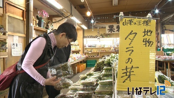 早くもタラの芽にコシアブラがずらり