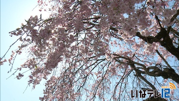 玄立寺の枝垂れ桜が見ごろ