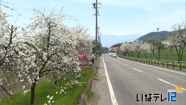 箕輪町で花桃が見ごろ