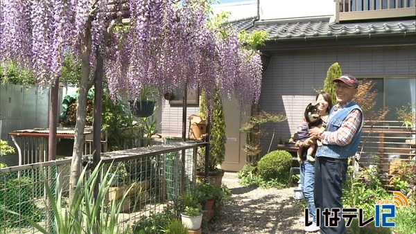 狐島の池上晃さん宅　藤の花が見ごろ