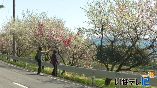 花街道まつり　ウォーキングをしながら花を楽しむ