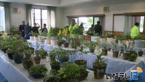 西駒山草会　斑入りの植物展示