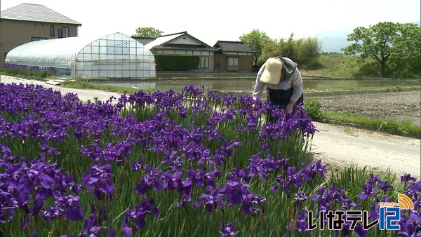 伊那市東春近田原　カキツバタが見ごろ