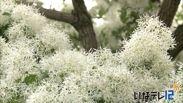 伊那市上牧　唐木さん宅のなんじゃもんじゃの木の花が見ごろ