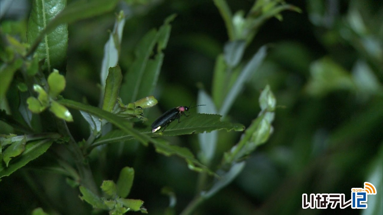 三峰川でほたるの生息確認