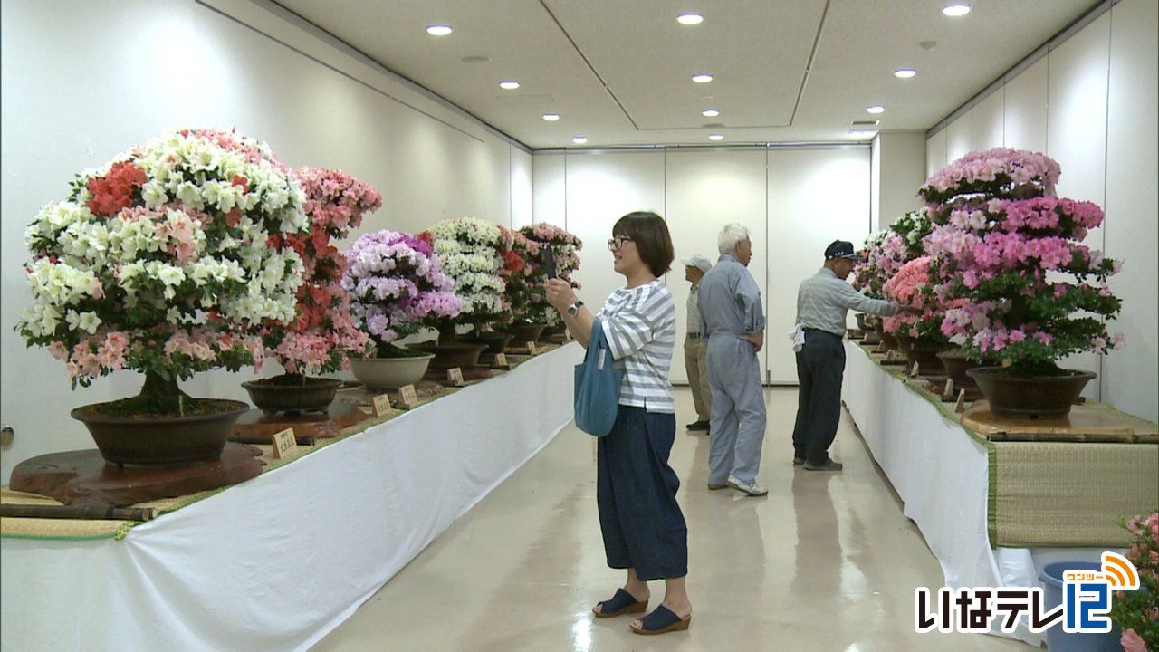 伊那愛樹会がさつき花季展