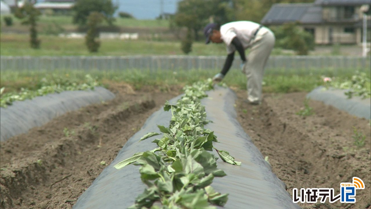 焼酎用イモの苗植える