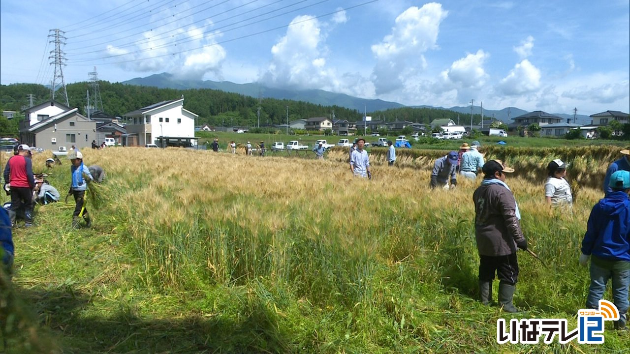 田畑まんどの会　振りまんどで使う大麦収穫