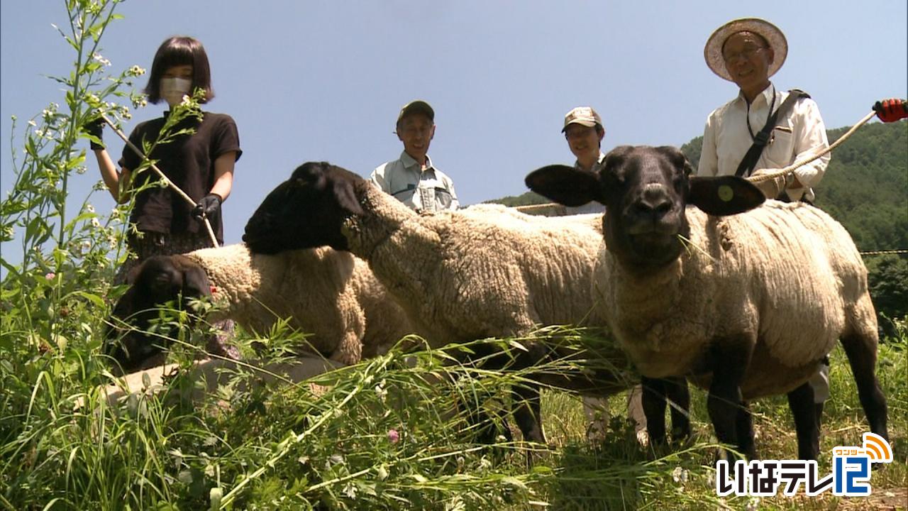 羊の放牧住民主体で継続