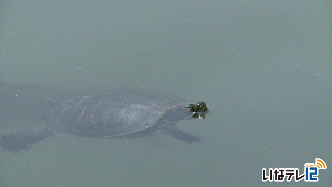 ３１．３度　２日連続真夏日