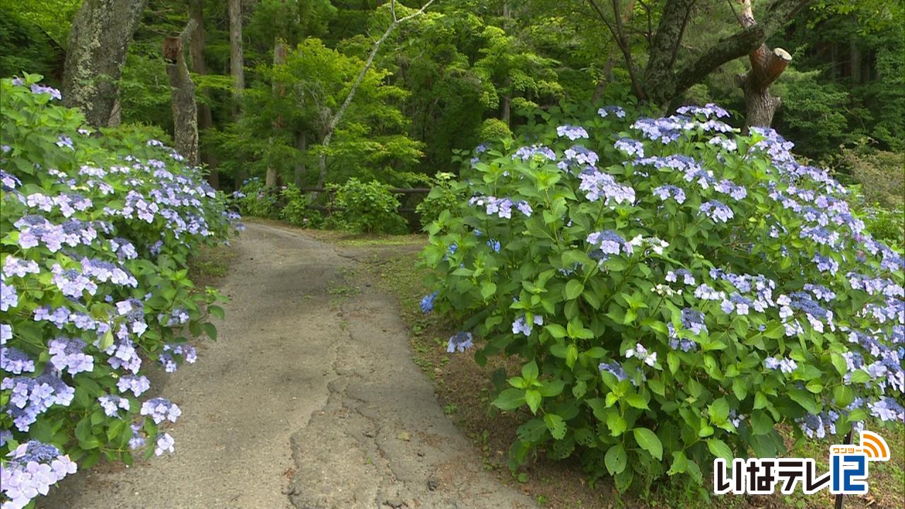 日輪寺　アジサイ見ごろ