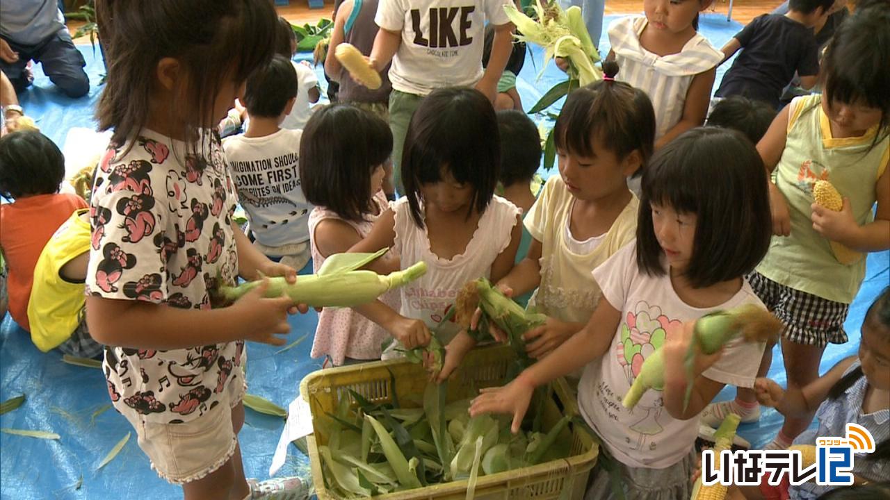 園児がスイートコーンの皮むき