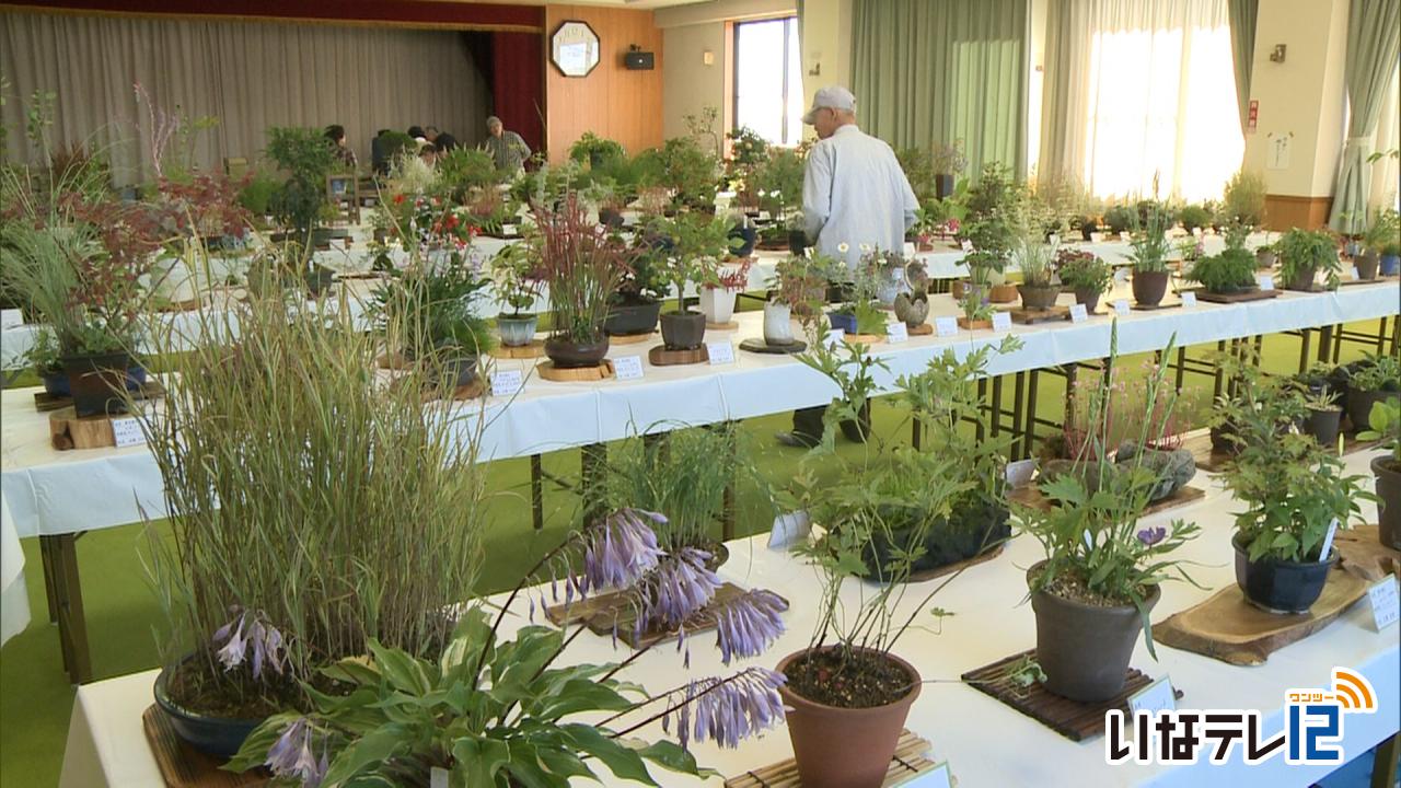 山野草展示会29日と30日に開催