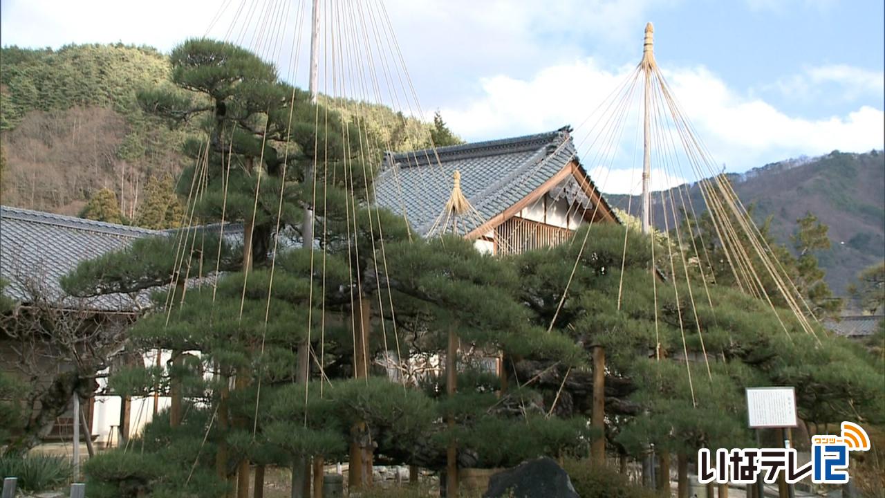 満光寺で松が冬の装い「雪吊り」