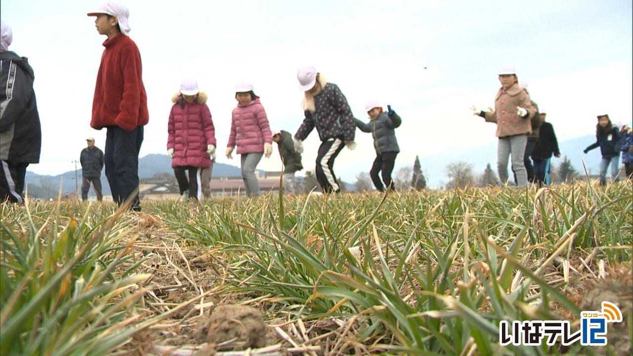 富県小の児童が麦踏み