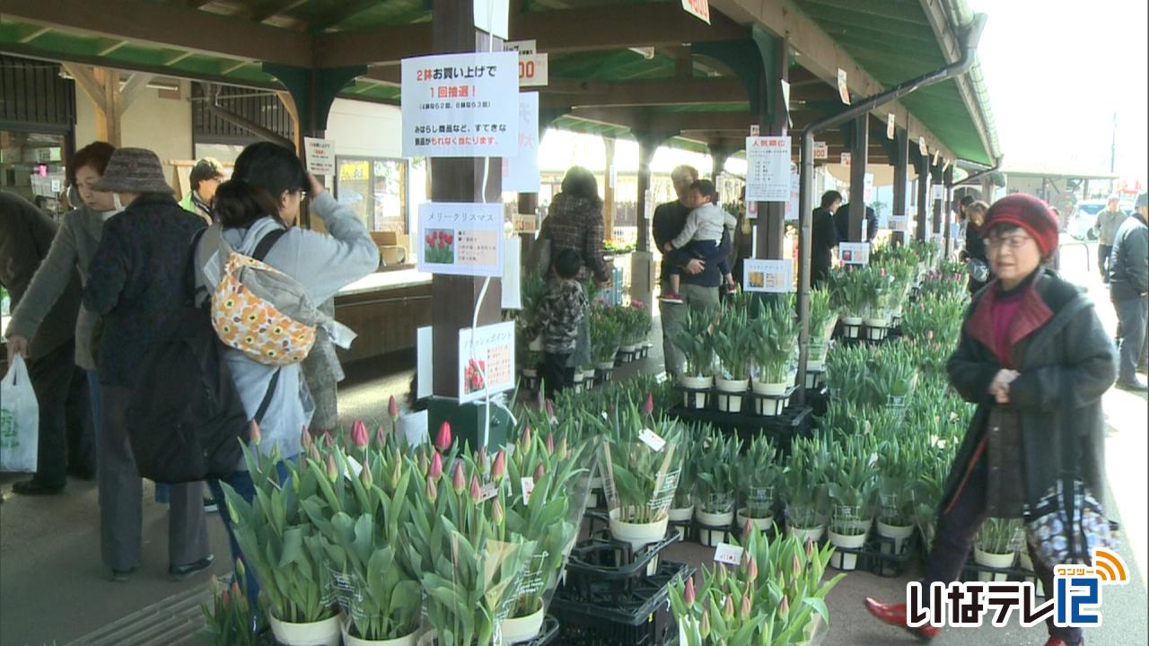 チューリップ祭り３日まで