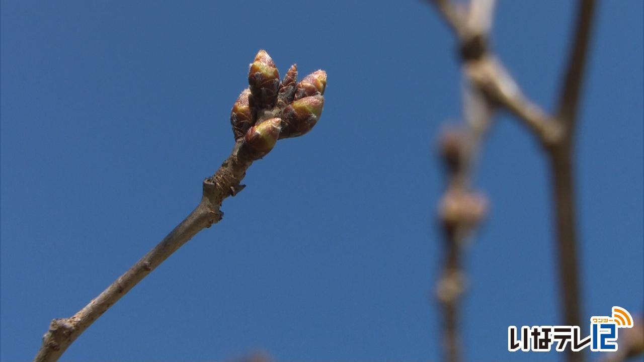 高遠の桜　開花予想４月３日