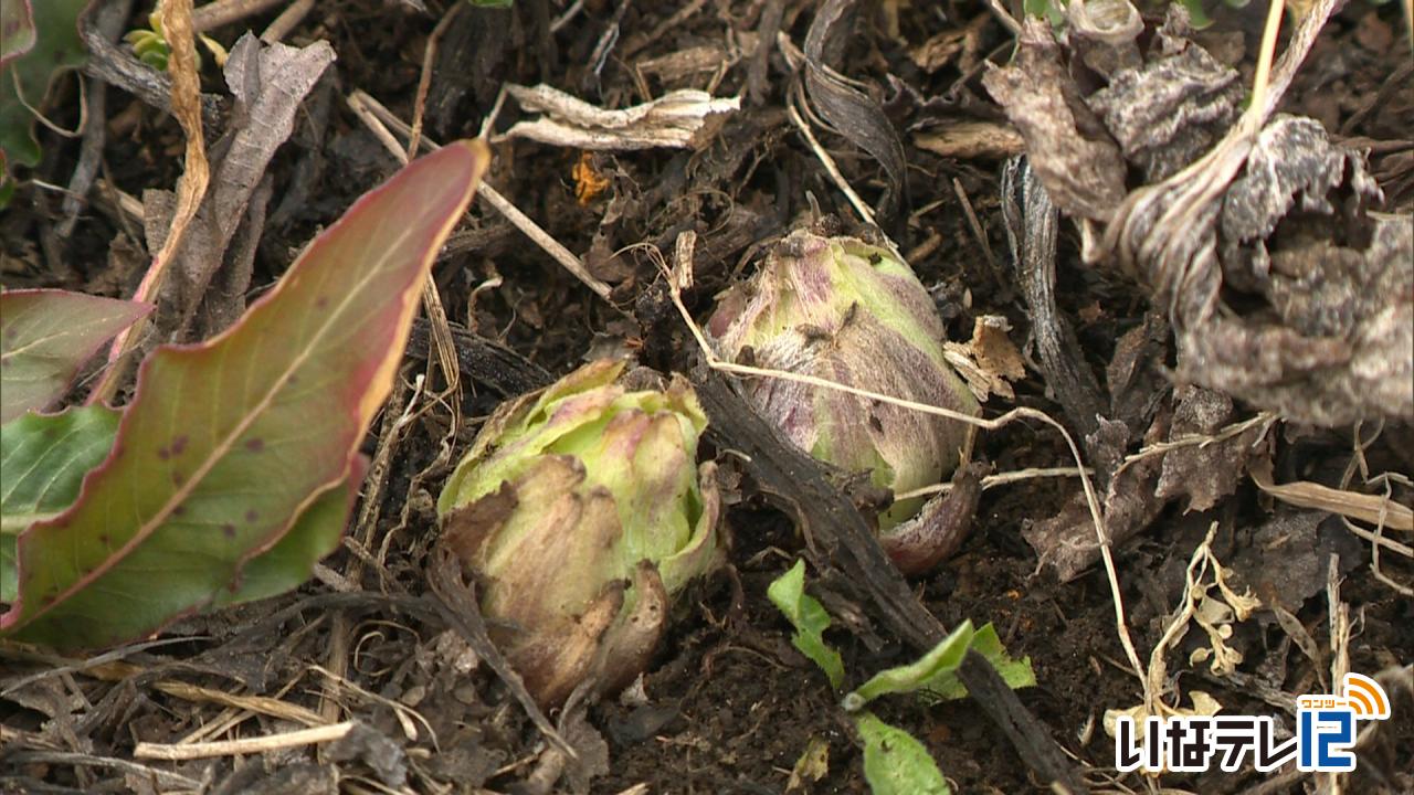 啓蟄　最高気温１２．６度