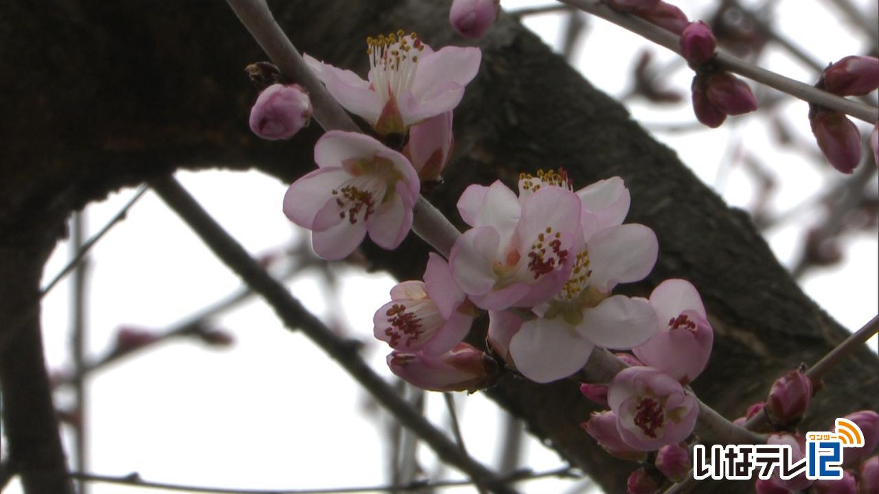 中央区公民館の桜咲きはじめ